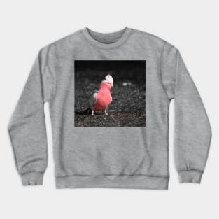 Galah_5139A Crewneck Sweatshirt